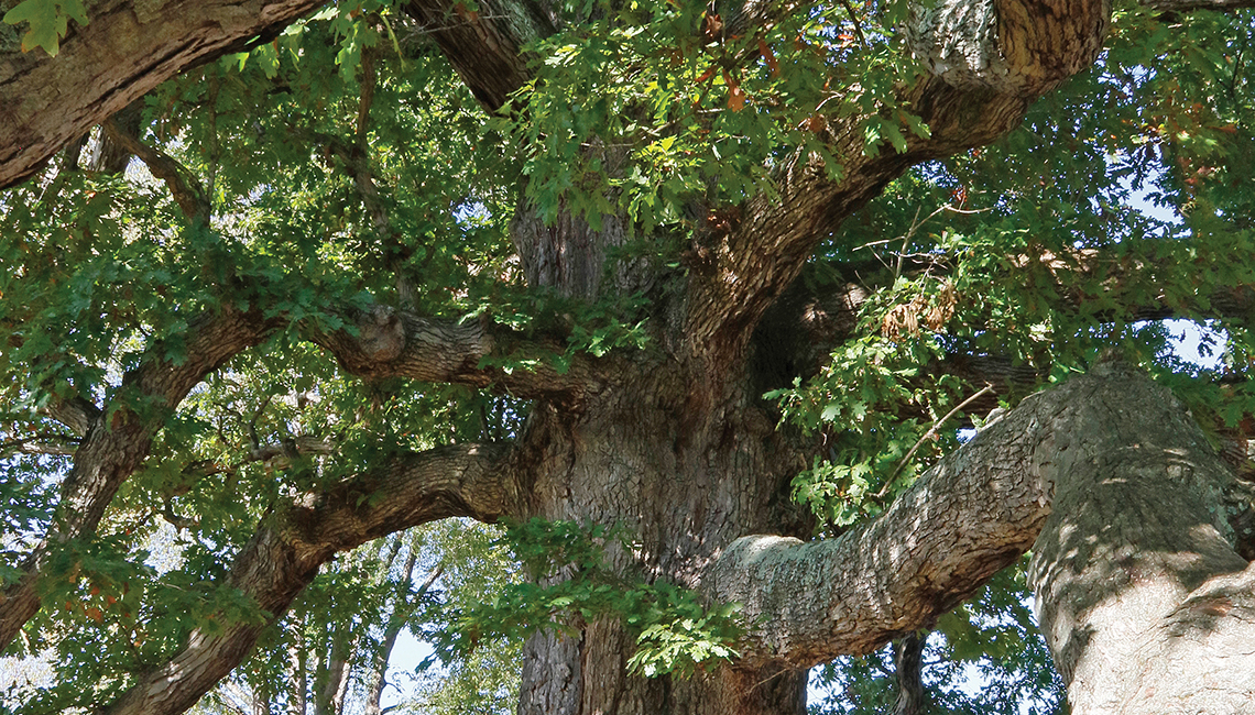 Logan oak