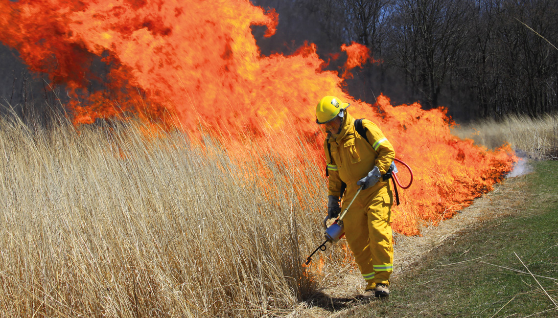 AOA conducts controlled burns to maintain prairie openings, plant native tree seedlings, and reintroduce declining wildflower species to their former habitats.  