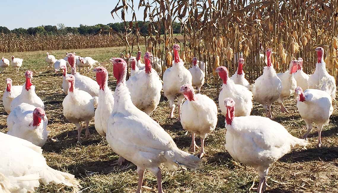 many white turkeys in a field