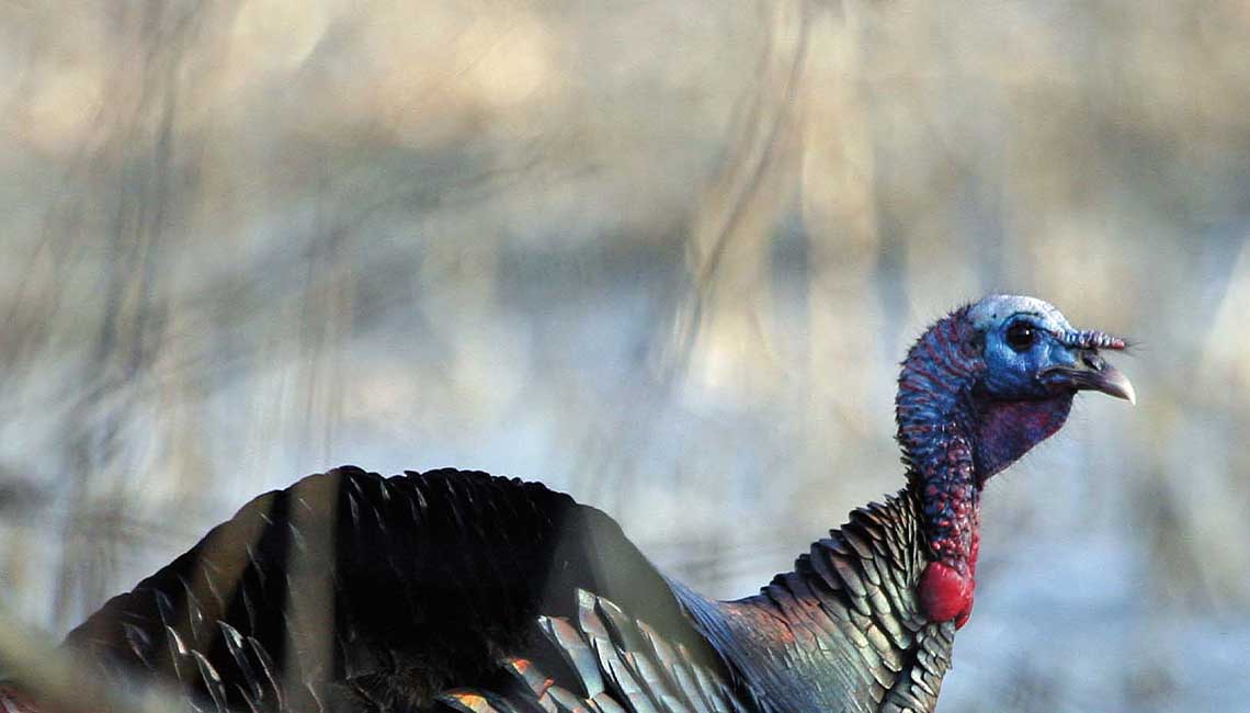 close up of wild turkey gobbler