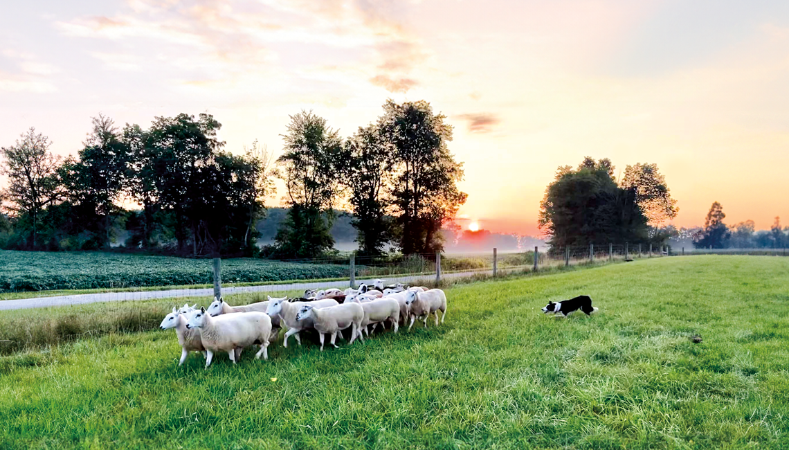Border collie herding sheep