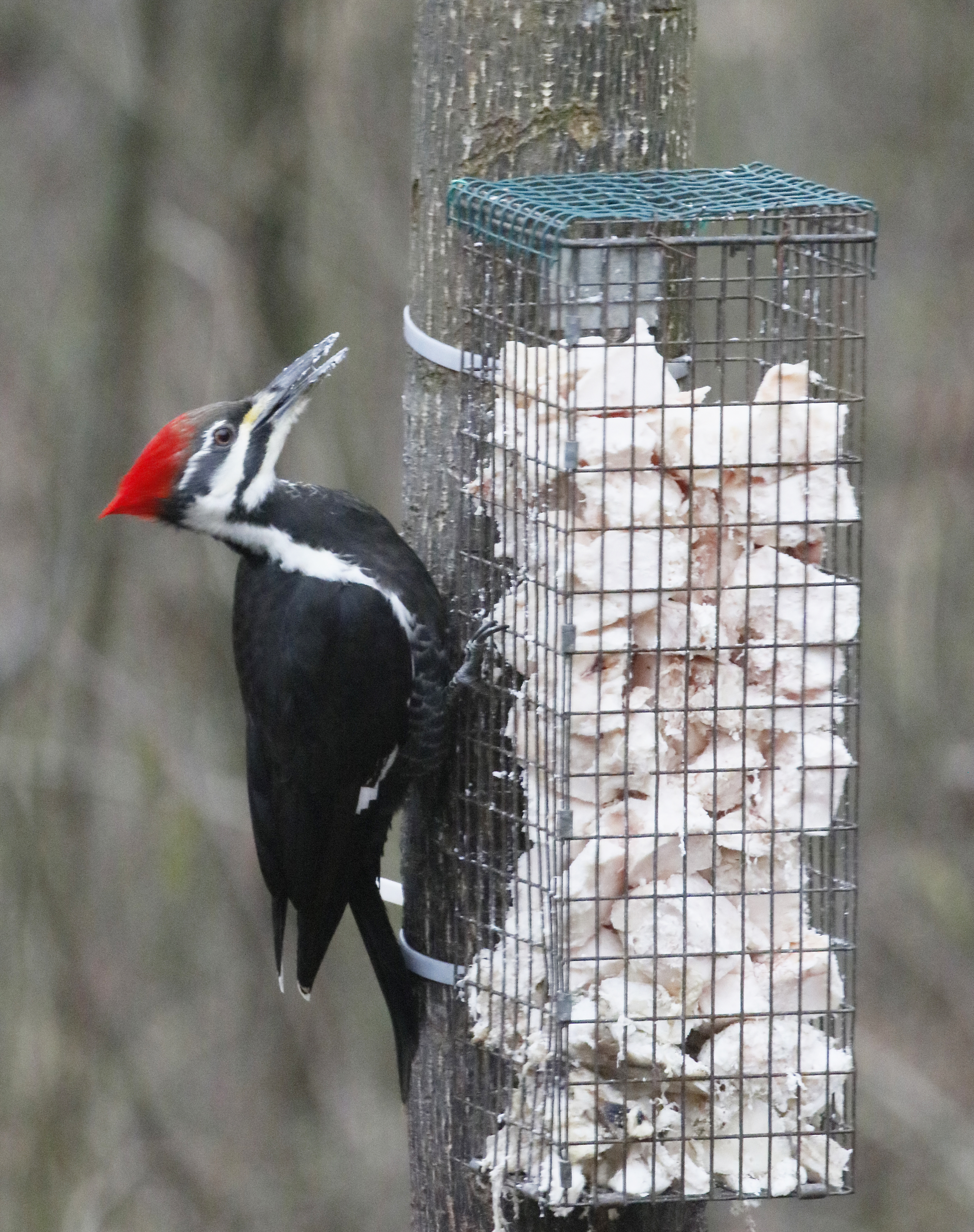 woodpecker feeding on suet