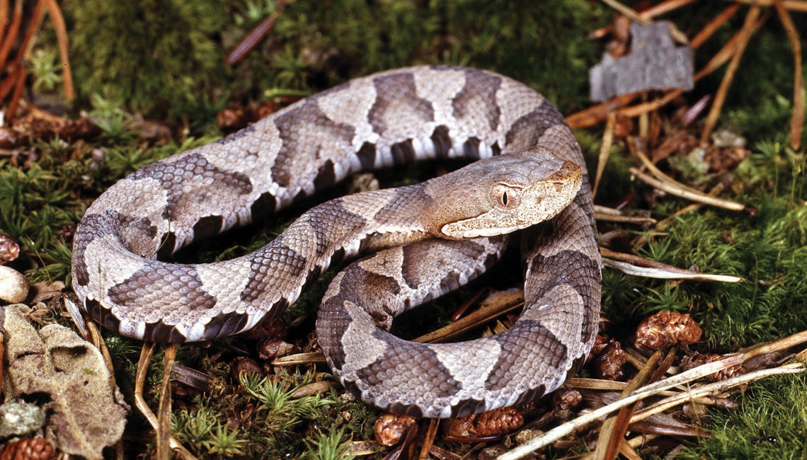 Copperhead snake. 