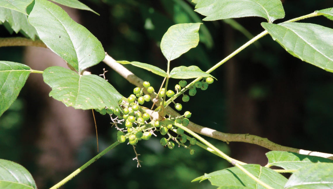 Poison Ivy berries