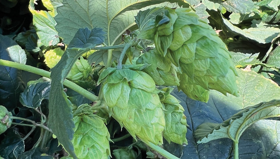 Hops plant