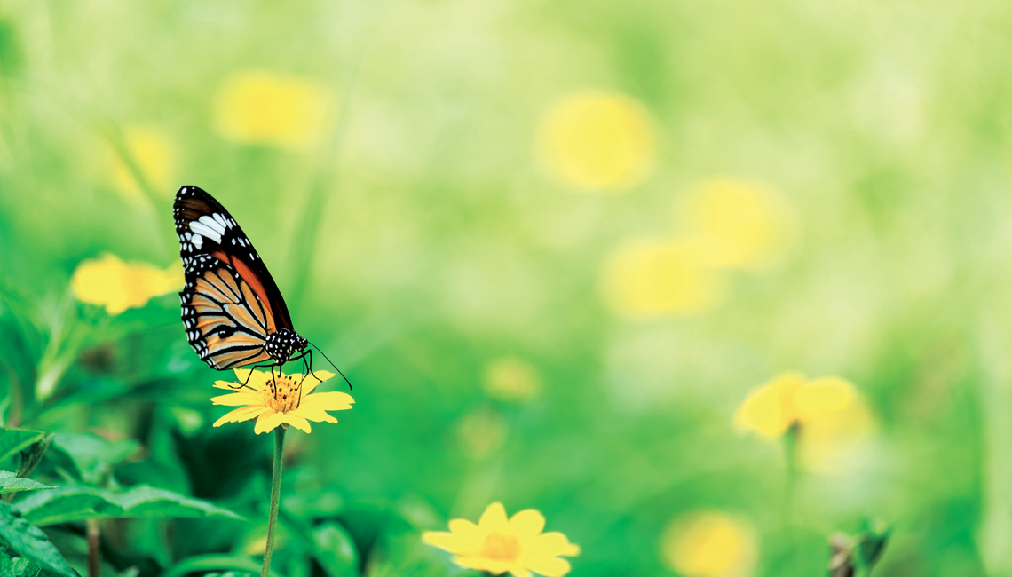 A monarch butterfly on a flower