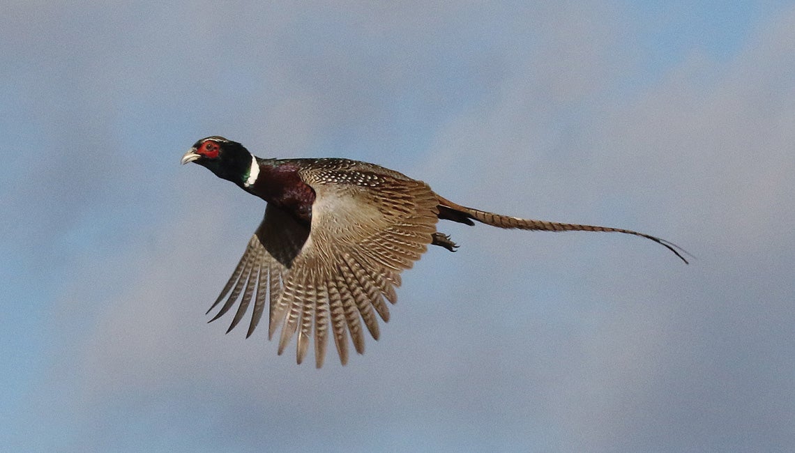 A male ring-necked pheasant flying