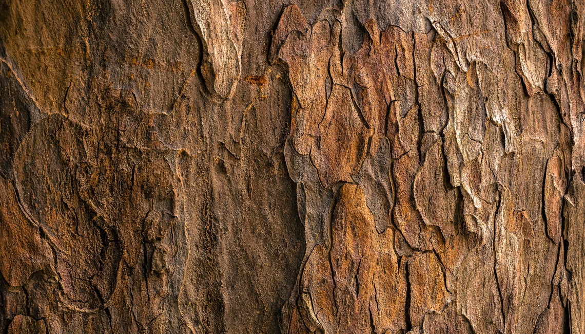 Close up view of bark on a tree