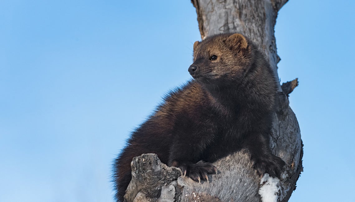 A fisher, also known as a fisher cat, black cat, or black fox