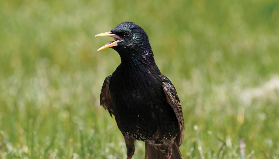 A chirping starling in the grass