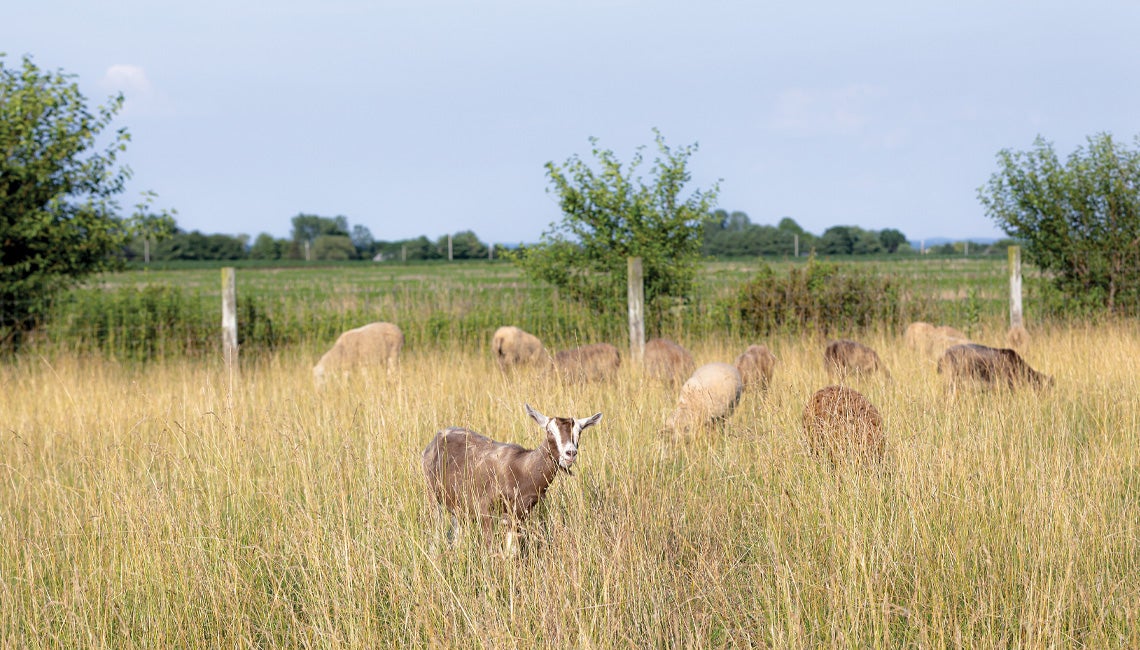 A Toggenburg goat pictured in a field with sheep