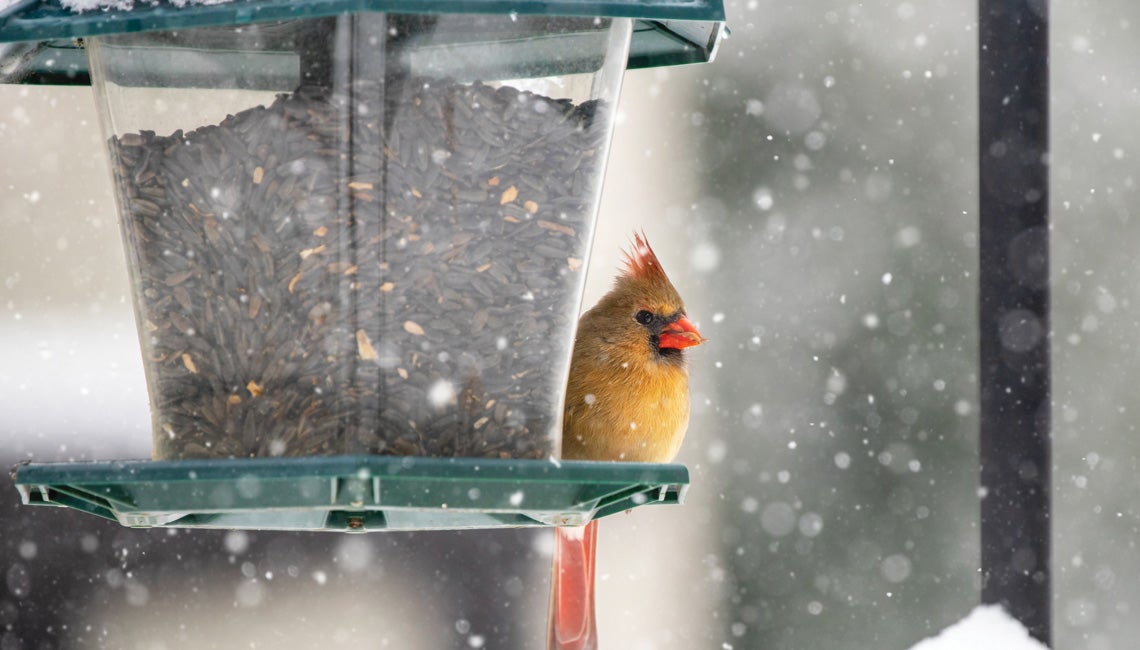 If songbirds ornament our lives, the northern cardinal is an adornment for every season. A northern cardinal perched on a feeder in the snow