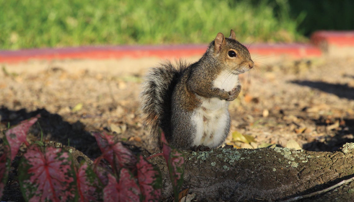 A gray squirrel