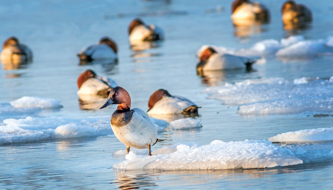 A photo of ducks in icy water