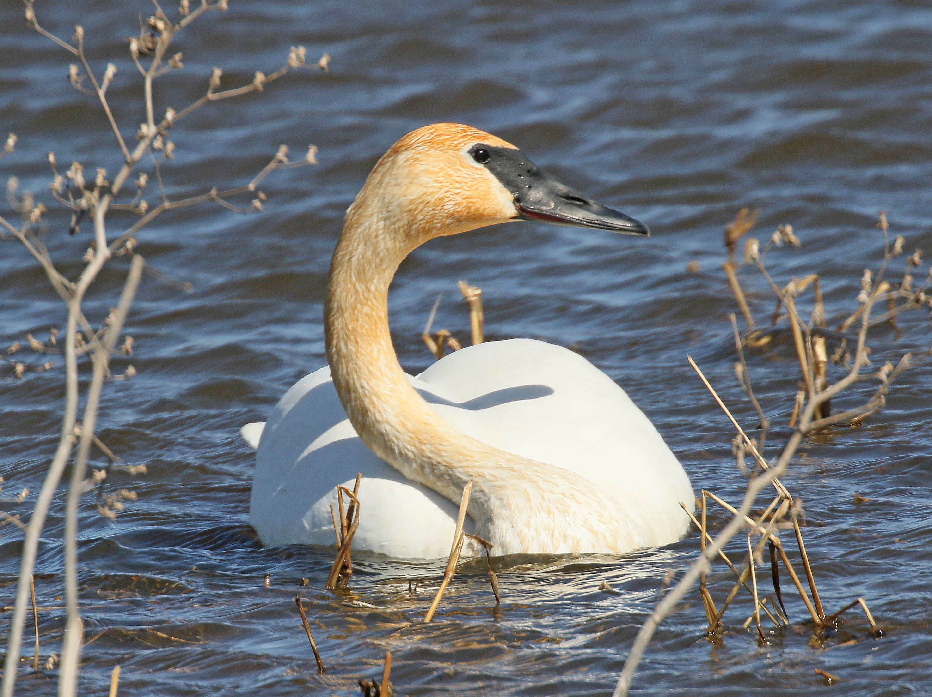 A trumpeter swan swimming