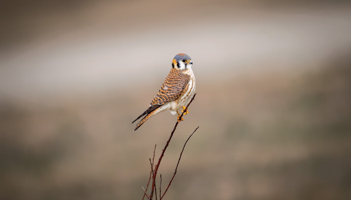 An American kestrel posing on a twig