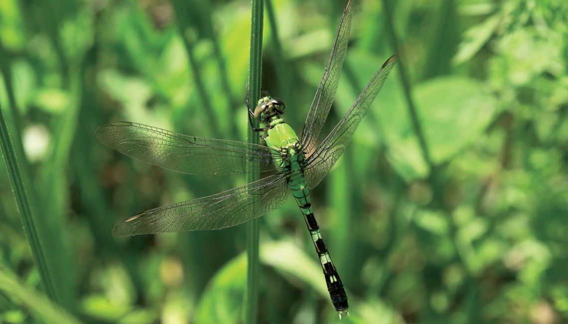 Dragonfly