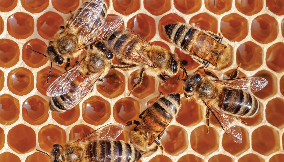 Bees working in their hive