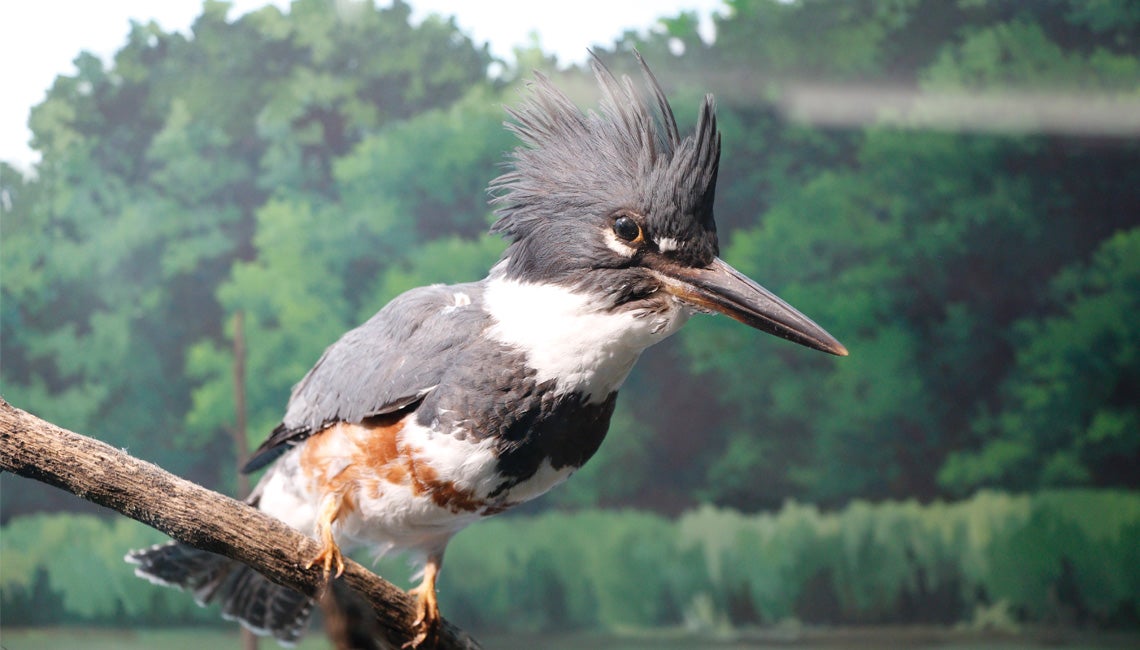 A female belted kingfisher