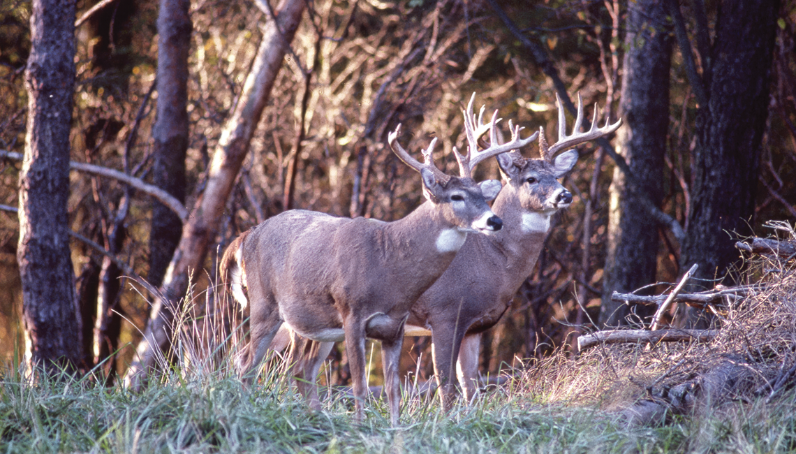 Two white-tailed bucks standing in front of the woods