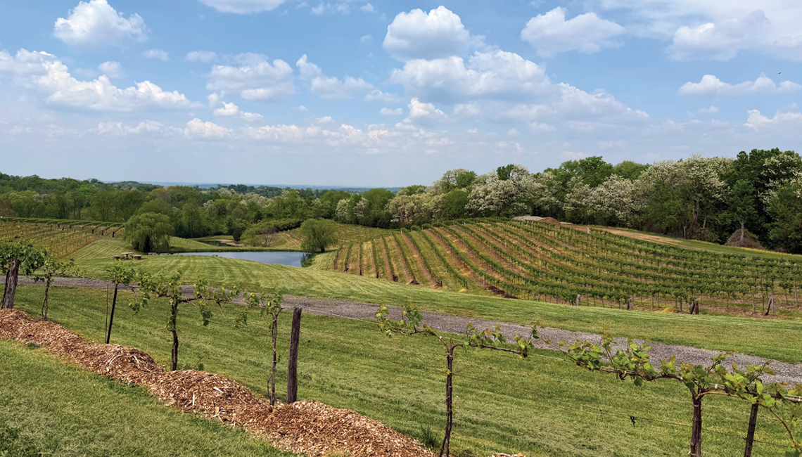A vineyard landscape
