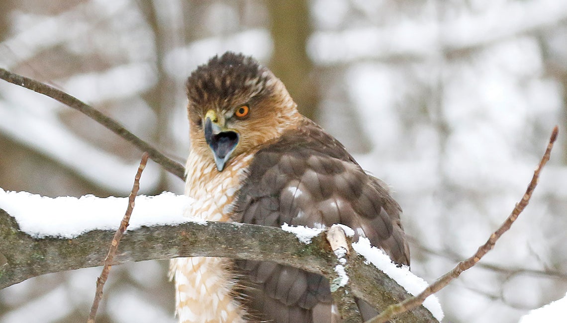 Cooper's hawk