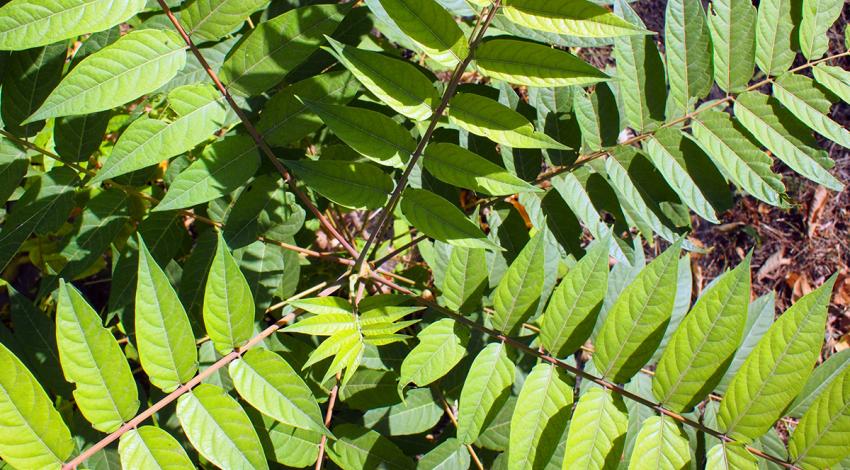 Top view of a young sapling tree Ailanthus altissima