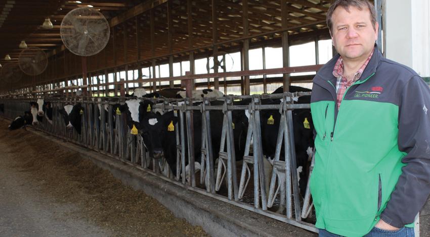 Chris Weaver, chief operating officer at Bridgewater Dairy in Montpelier, stands next to his cows.