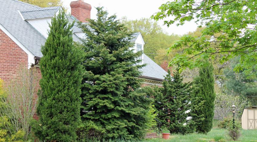 An overgrown front yard.