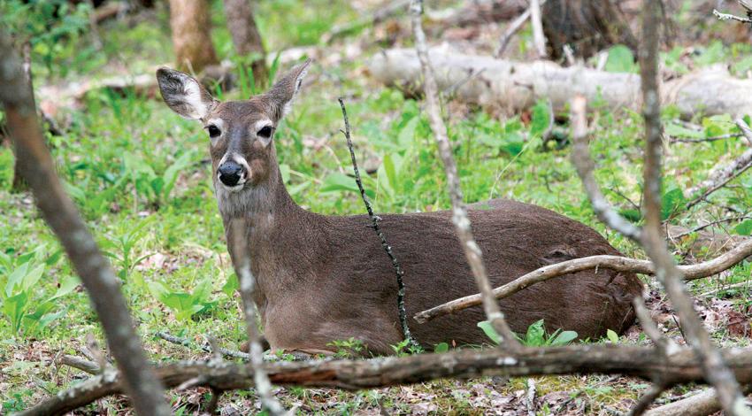 A deer rests in the middle of a forest.
