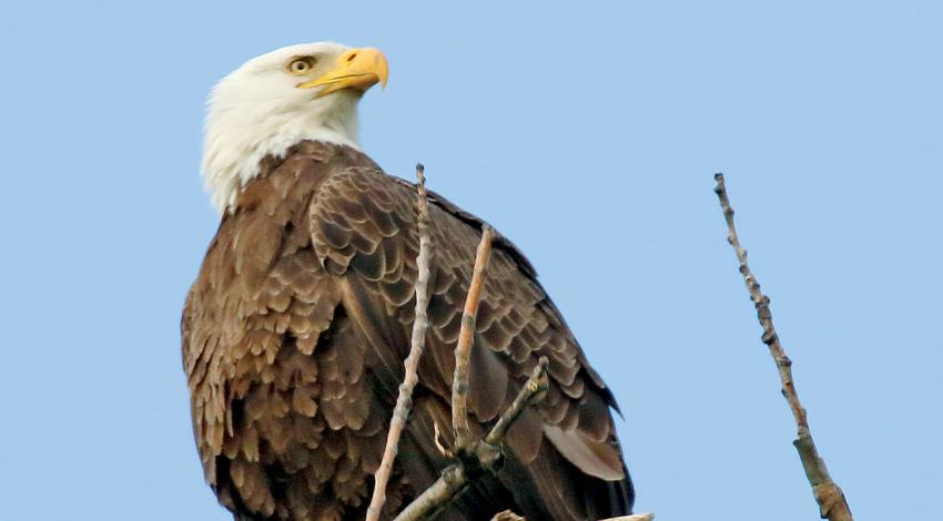 A bald eagle perched on a branch