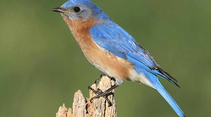 A close up of a bluebird sitting on a piece of wood.