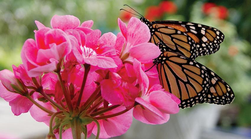 A monarch butterfly sits on a flower.