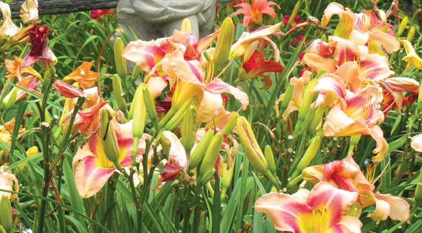 A photo of a collection of daylilies.