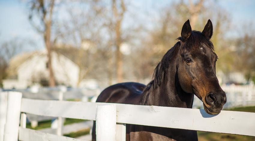 Go For Gin, the second-oldest living Kentucky Derby winner, looks into the camera from his enclosure.