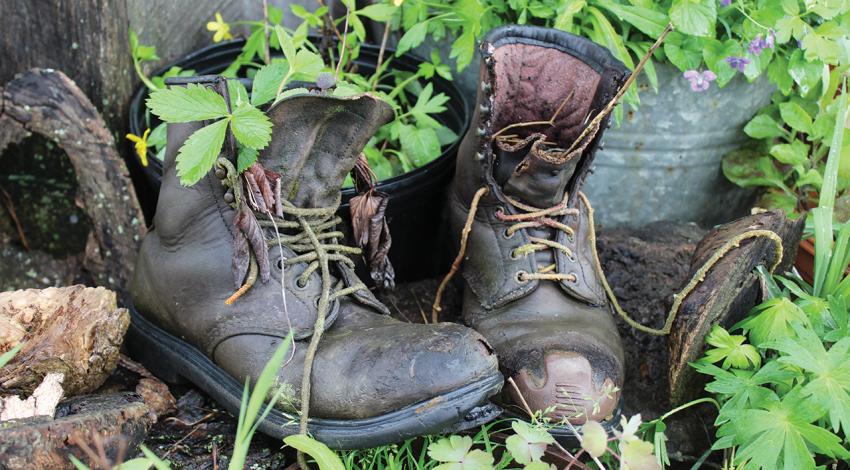 Two old boots contain plants.