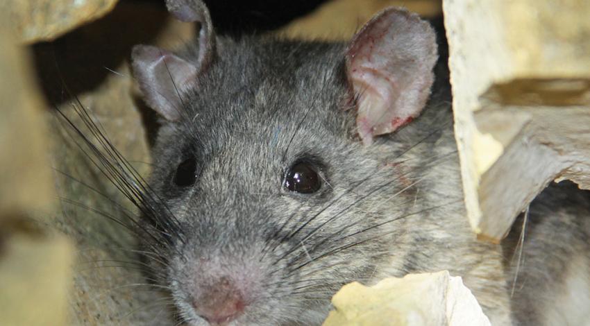 A close-up of an Allegheny woodrat.