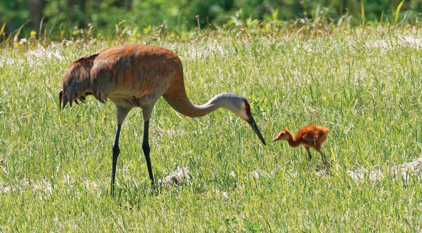 A young sandhill crane and its mother