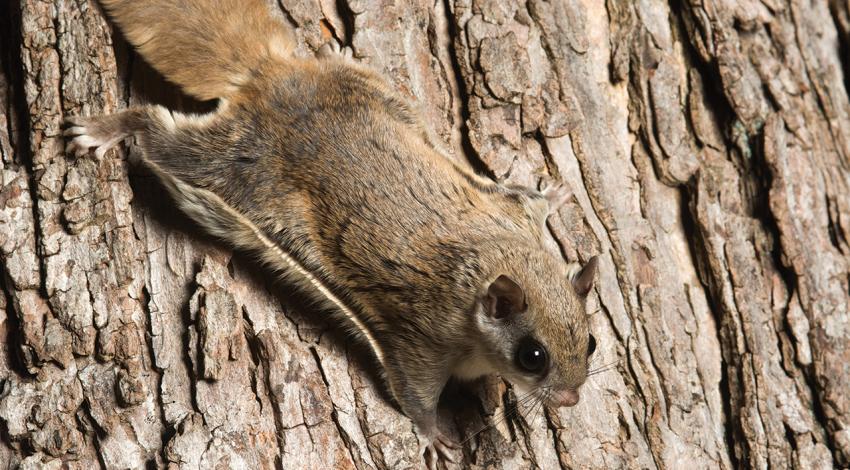 A flying squirrel rests against a tree.