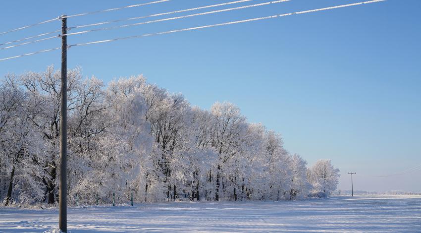A white, snowy scene with trees covered in ice and snow.