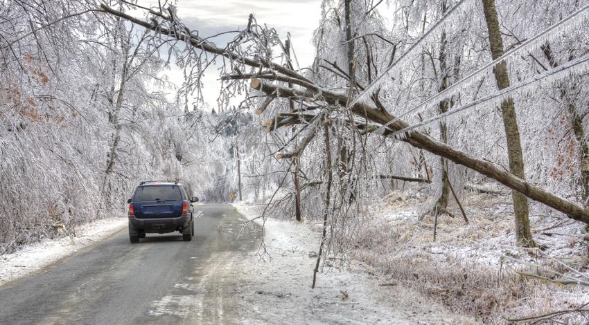 A fallen tree lays over frozen power lines.