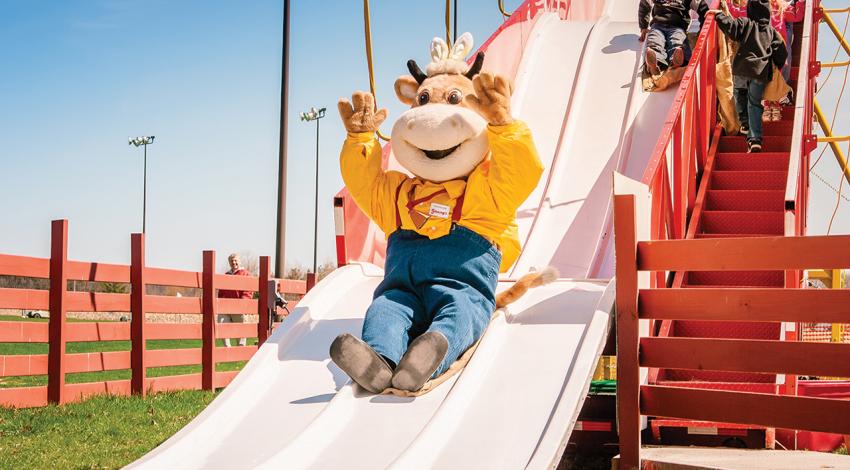 Young's Jersey Dairy mascot slides down a slide.