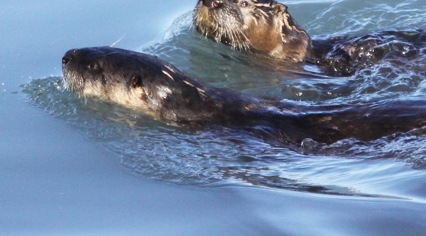 River otters