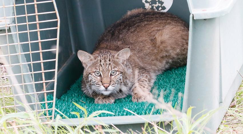 Bobcat in carrier