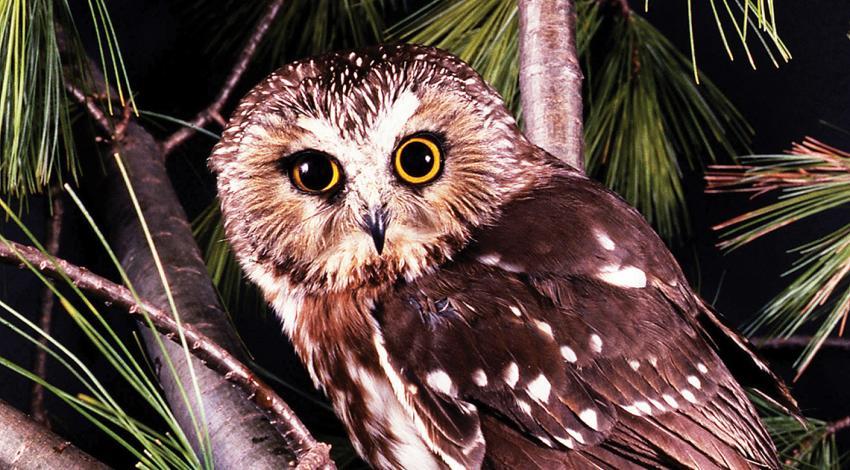 Saw-whet owl