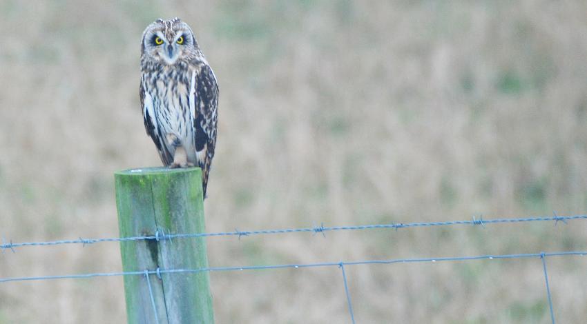 Short-eared owl