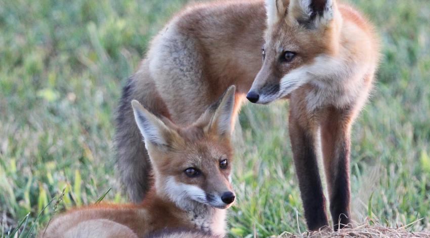 Fox couple