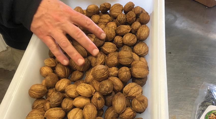 Hickory nuts