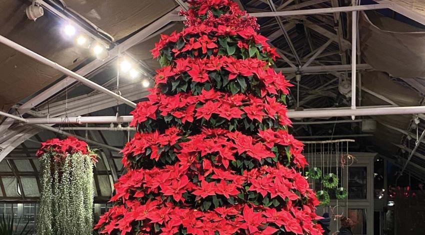 A giant poinsettia tree at the Franklin Park Conservatory. 