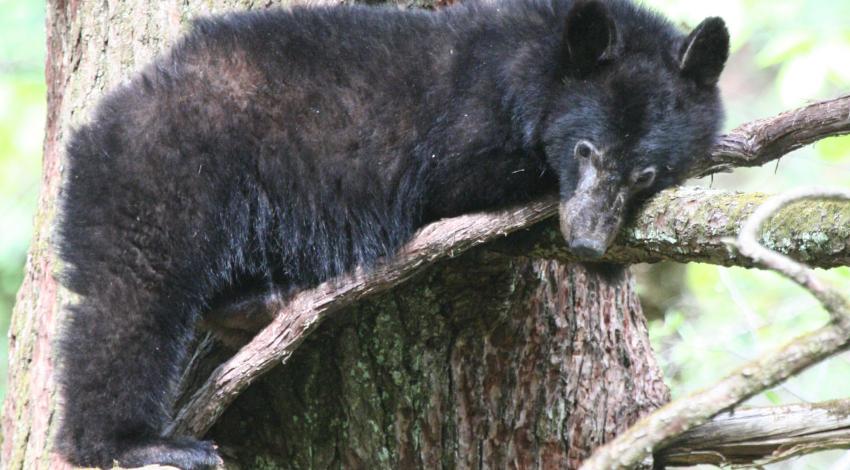 A black bear lounging in a tree